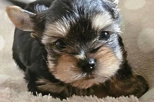 York, Yorkshire Terrier