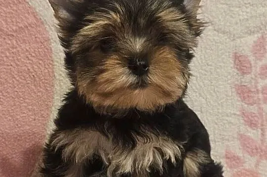 York, Yorkshire Terrier, Śląskie, Częstochowa