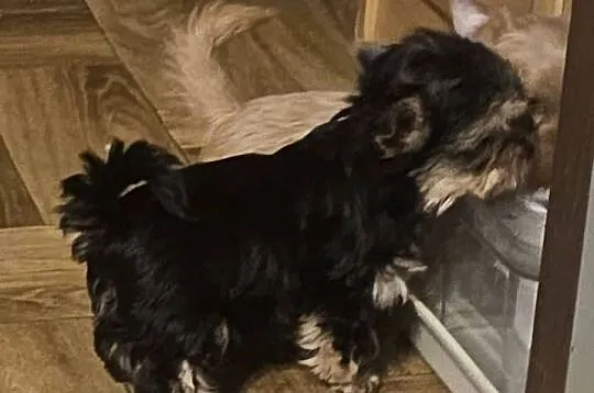 York, Yorkshire Terrier, Śląskie, Częstochowa
