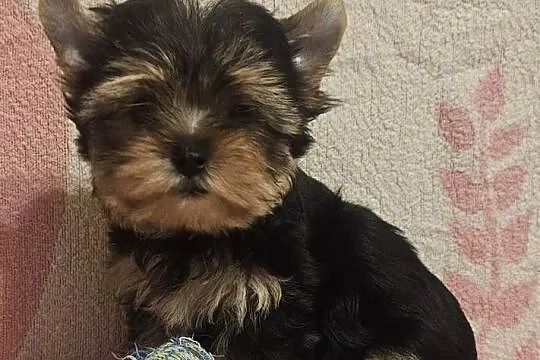 York, Yorkshire Terrier, Śląskie, Częstochowa