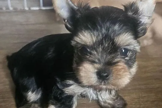 York, Yorkshire Terrier, Śląskie, Częstochowa
