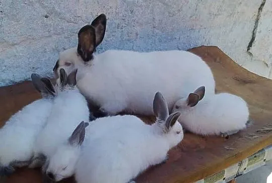Samica Kalifornia+6 młodych