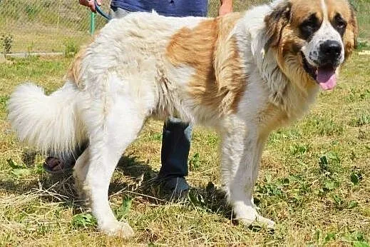 Bero-piękny moskiewski pies stróżujący do adopcji,
