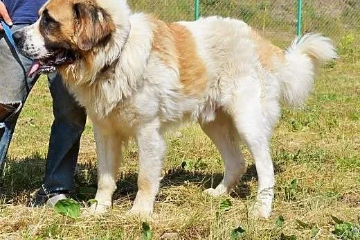 Bero-piękny moskiewski pies stróżujący do adopcji,