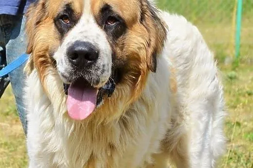 Bero-piękny moskiewski pies stróżujący do adopcji,