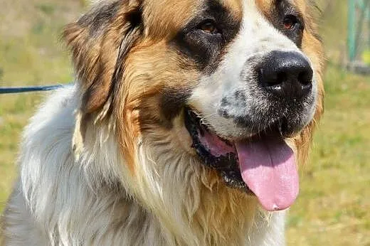 Bero-piękny moskiewski pies stróżujący do adopcji,