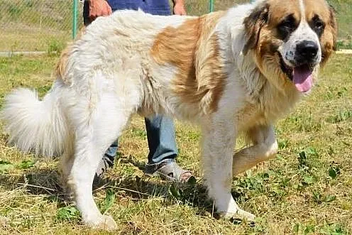 Bero-piękny moskiewski pies stróżujący do adopcji,