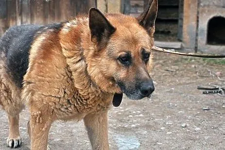 Szukamy domu dla cudownego Barona!, dolnośląskie Jelenia Góra