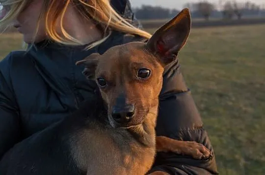 Tuszek, MALEŃSTWO szuka kochającego domu PILNE