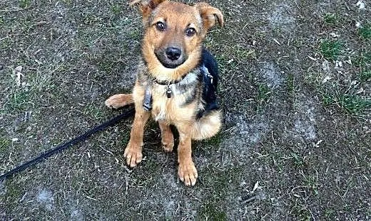 Hermiona - psiego przytulasa i całusa zawsze da ;)