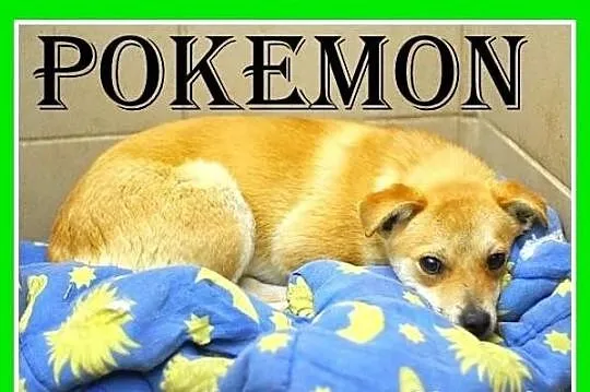 POKEMON-mały 5kg, spokojny, nieśmiały piesek,ks.zdrowia,szczepienieDAM