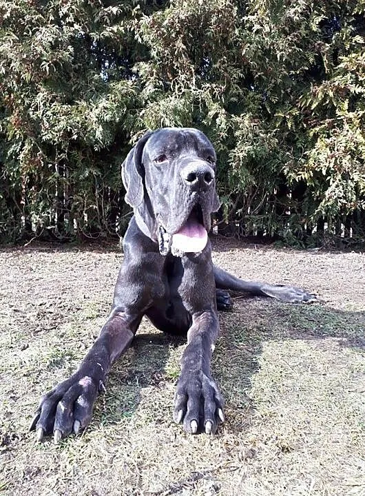 dog Ozzy szuka domu, Śląskie, Tarnowskie Góry