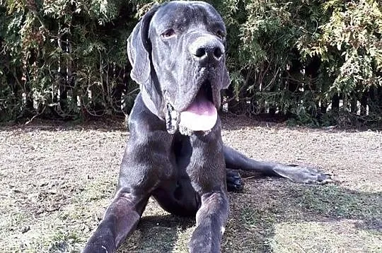 dog Ozzy szuka domu, Śląskie, Tarnowskie Góry