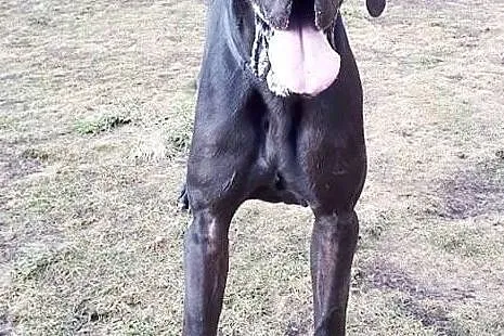 dog Ozzy szuka domu, Śląskie, Tarnowskie Góry
