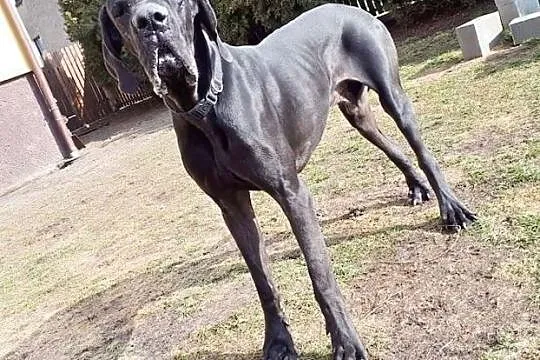 dog Ozzy szuka domu, Śląskie, Tarnowskie Góry
