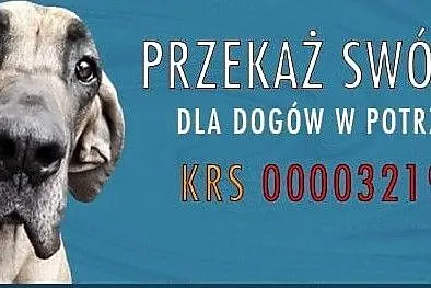 dog Ozzy szuka domu, Śląskie, Tarnowskie Góry