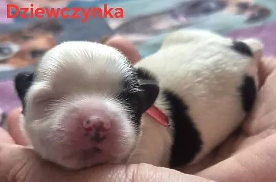 Do Rezerwacji Szczenięta Morkie