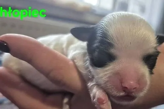 Do Rezerwacji Szczenięta Morkie, Wielkopolskie, Konin