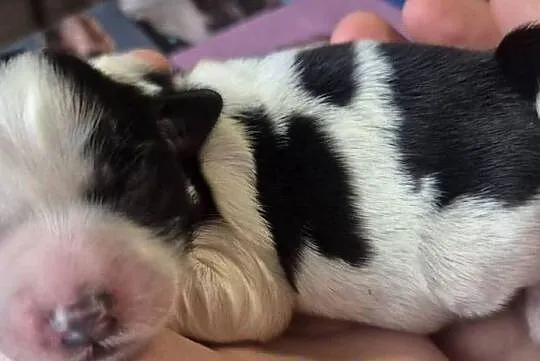 Do Rezerwacji Szczenięta Morkie, Wielkopolskie, Konin