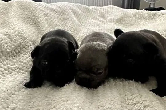 Buldog Francuski rezerwacja, Podkarpackie, Brzostek