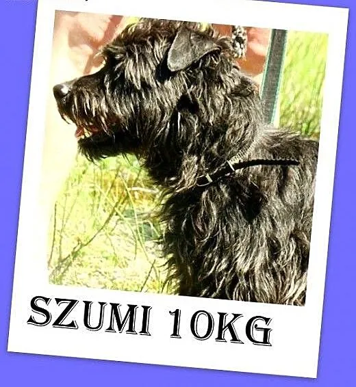 Sznaucer mix,2 lata,przyjazny,czarny pies SZUMI.Ad