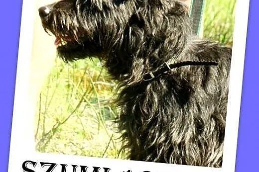 Sznaucer mix,2 lata,przyjazny,czarny pies SZUMI.Ad