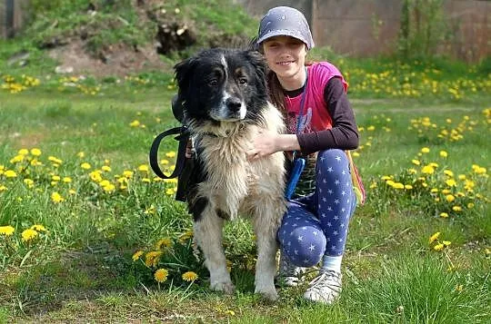 Horacy, cudny pies szuka kochającego domu