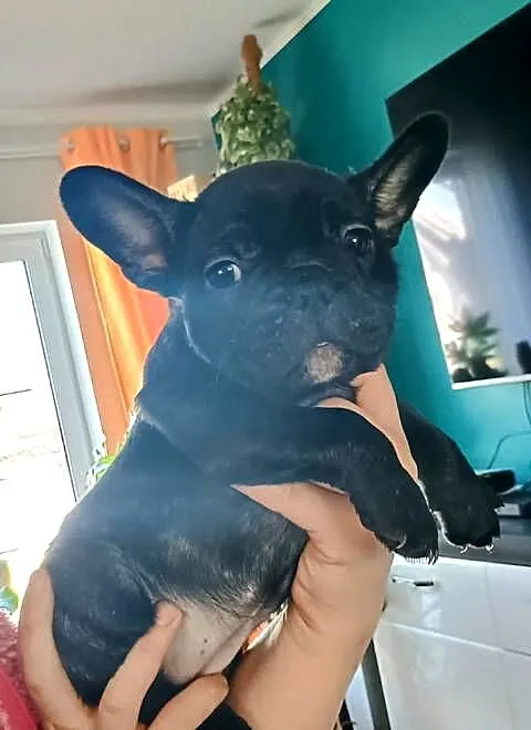 Szczenięta Buldog Francuski, Pomorskie, Kwidzyn