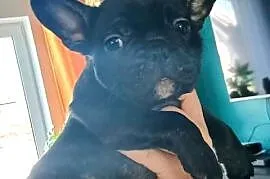 Szczenięta Buldog Francuski