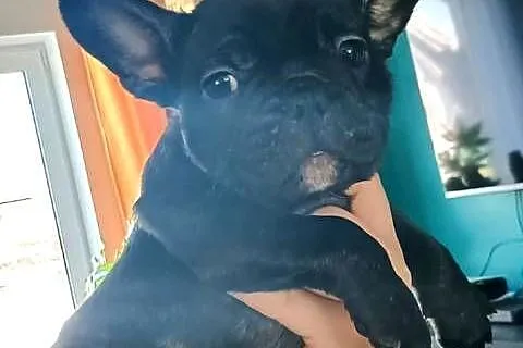 Szczenięta Buldog Francuski, Pomorskie, Kwidzyn