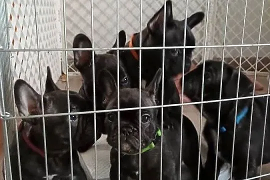 Szczenięta Buldog Francuski, Pomorskie, Kwidzyn