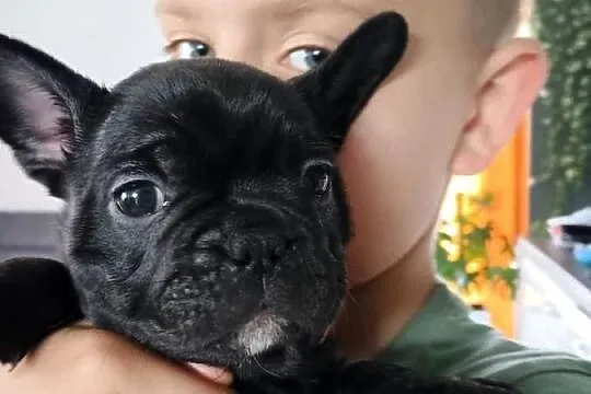 Szczenięta Buldog Francuski, Pomorskie, Kwidzyn