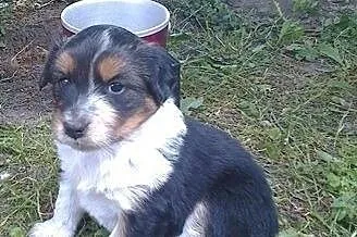 Bennio, szczeniaczek do adopcji,  dolnośląskie Świ