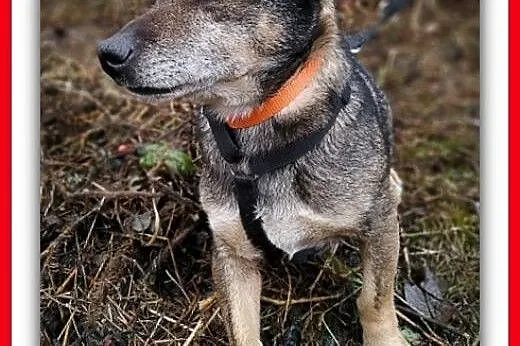 Z domu tymczasowego,2lata,mały,łagodny,delikatny,szczepiony piesek.ADOPCJA,  łódzkie Łódź, Łódzkie, Łódź