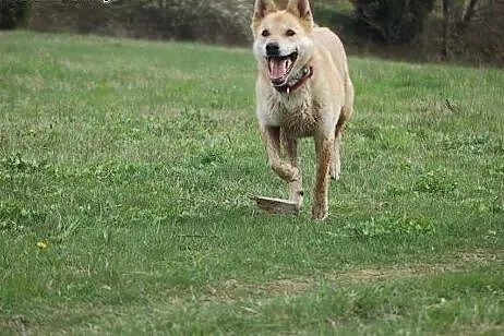 Diego - aktywny pies szuka aktywnego domu.,  Kunde