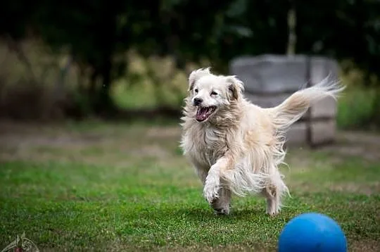 Budyń - bezproblemowy do adopcji gotowy, Śląskie, Gliwice