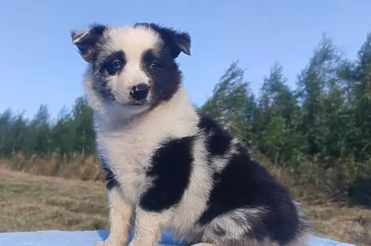 Prześliczna Suczka BORDER COLLIE - pełna dok. super rodzice