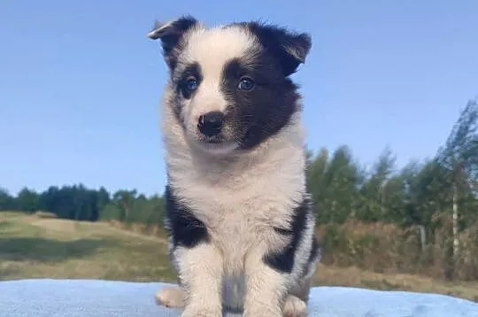 Prześliczna Suczka BORDER COLLIE - pełna dok. super rodzice, Podkarpackie, Iwonicz