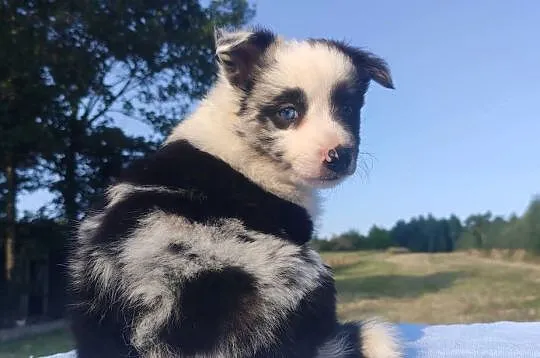 Prześliczna Suczka BORDER COLLIE - pełna dok. super rodzice, Podkarpackie, Iwonicz