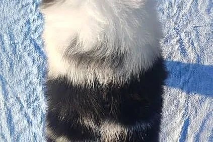 Prześliczna Suczka BORDER COLLIE - pełna dok. super rodzice, Podkarpackie, Iwonicz