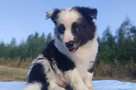 Prześliczna Suczka BORDER COLLIE - pełna dok. super rodzice, Podkarpackie, Iwonicz