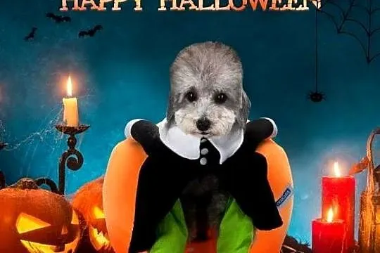 Strój ubranko dynia Halloween dla psa przebranie prezent dostępny 4 rozmiar
