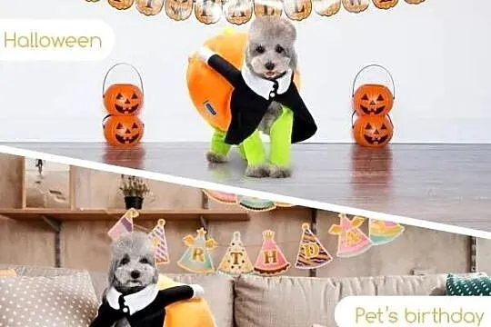 Strój ubranko dynia Halloween dla psa przebranie prezent dostępny 4 rozmiar, Dolnośląskie, Bolesławiec