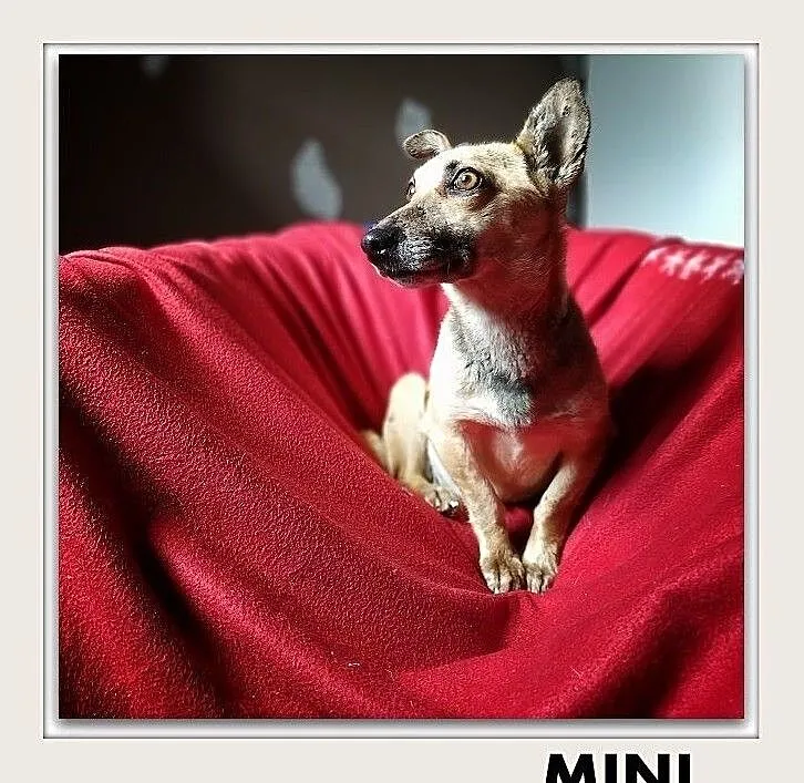 MINI,6kg,mała,wesoła,sterylizowana,łagodna suczka.ADOPCJA, , Wrocław