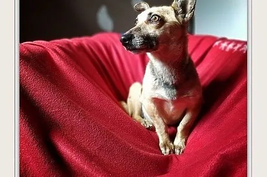MINI,6kg,mała,wesoła,sterylizowana,łagodna suczka.ADOPCJA
