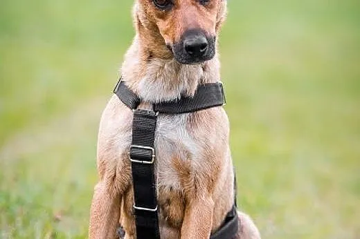FORSA - 12 kg MIŁOŚCI do świata  -   UROCZA sunia 