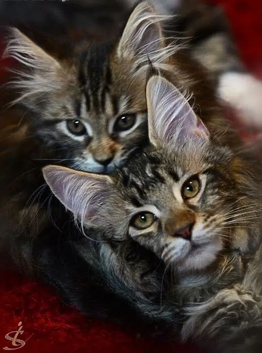 Sliczne futrzaste dziewczynki Maine Coon, dolnośl