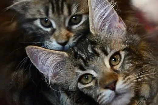 Sliczne futrzaste dziewczynki Maine Coon,  dolnośl