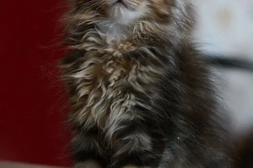 Sliczne futrzaste dziewczynki Maine Coon,  dolnośl