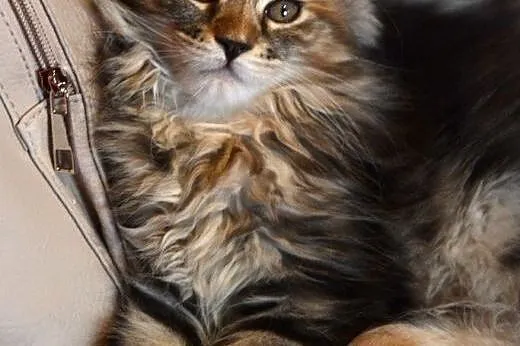 Sliczne futrzaste dziewczynki Maine Coon,  dolnośl
